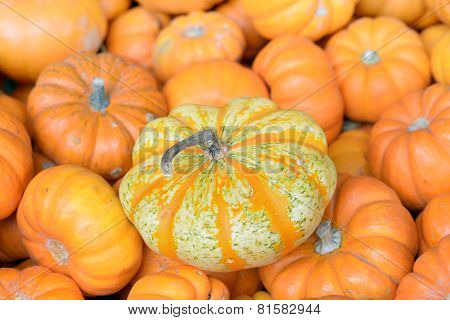 Pumpkin Patch