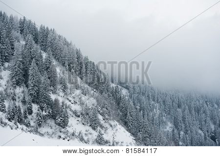 winter scenery