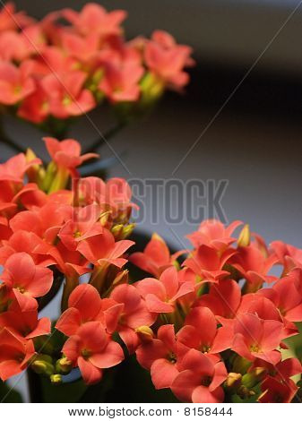 Kalanchoe Blossfeldiana