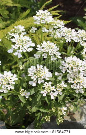 Iberis flower bloom in the garden