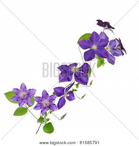 Clematis