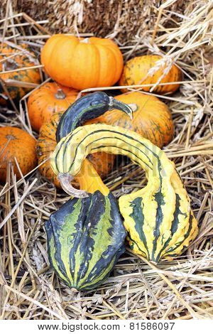 Bumpy Gourd