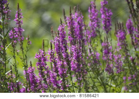 Purple Loosestrife