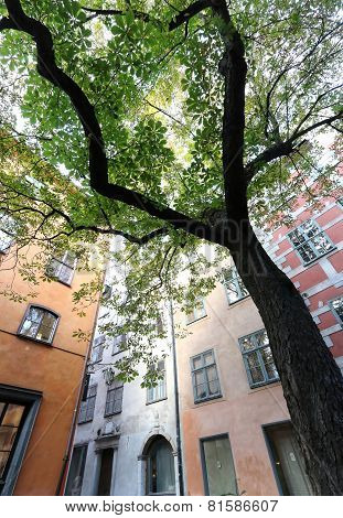 Chestnut Tree And Buildings
