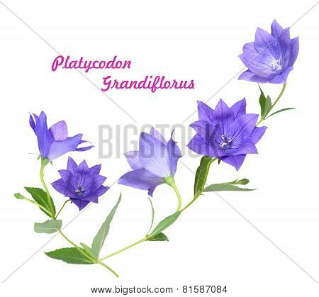 Platycodon Grandiflorus