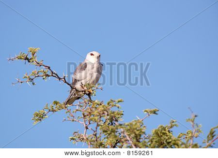 Sort bredskuldret glente (elanus Caeruleus)