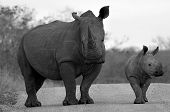 Rhino con becerro