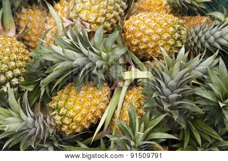 Group Of Pineapple Fruit