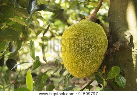 Jackfruit On Tree