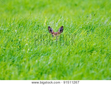 Hiding In The Grass