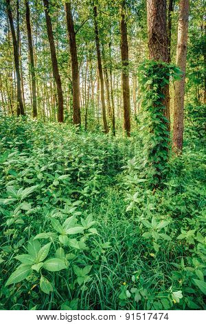 Mixed forest, russian nature