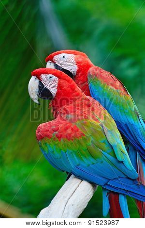 Greenwinged Macaw