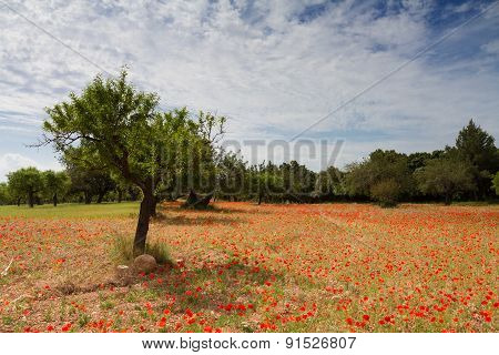 Red Poppy Meadow
