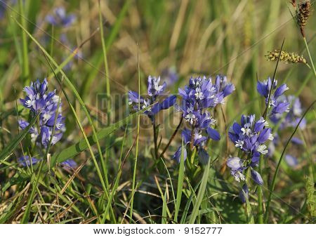 Milkwort ทั่วไป