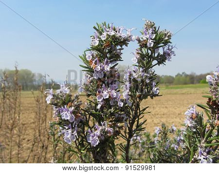 Rosemary Plant With Flowers