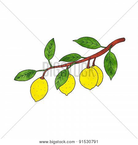 Lemon