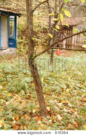 Apfelbaum