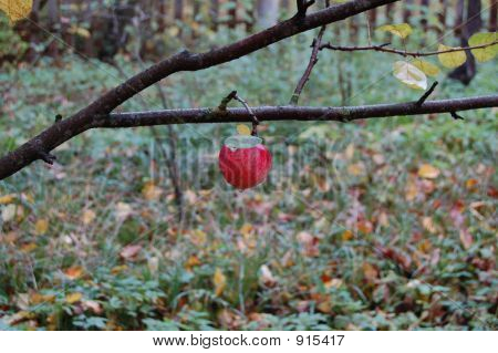 Roter Apfel am Zweig