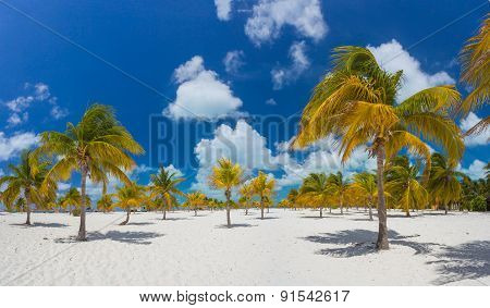 Palm trees on the white sand. Playa Sirena. Cayo Largo. Cuba.