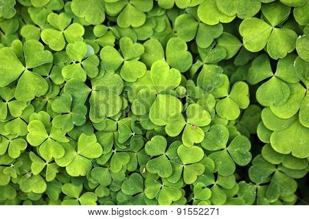 Wood Sorrel