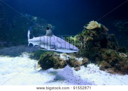 Whitetip Reef Shark
