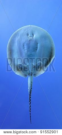 Batoidea