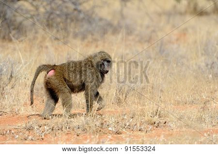 Olive Baboon In Masai Mara National Park Of Kenya