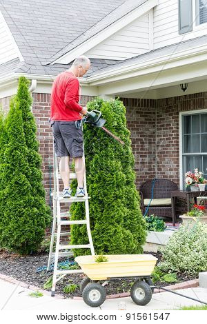 Gardener Trimming An Arborvitae Or Thuja Tree