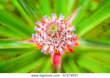 Close-up Of Beautiful Blooming Pineapple, Selective Focus On Center Of Flower, Blurred Background