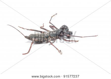 Vinegaroon Scorpion