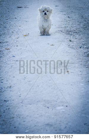 Road Guardian