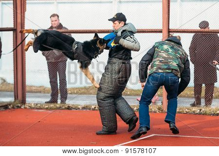 German shepherd dog training in Gomel Regional sports club and d