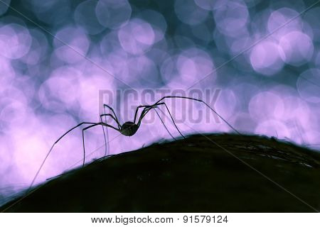 silhouette of a spider on black and blue background bokeh