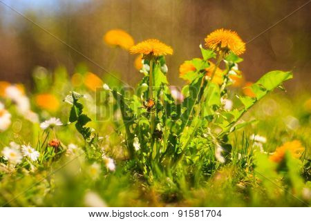 Dandelion Flower