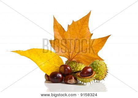 Zusammensetzung der Herbst Maronen und Blätter auf isolierte Hintergrund