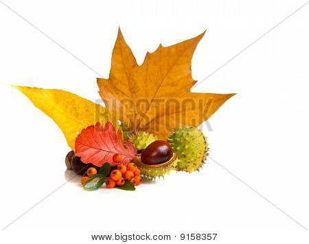 Zusammensetzung der Herbst Maronen und Blätter auf hintergrund isoliert