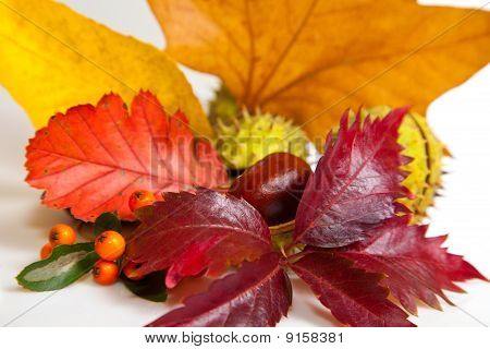 Zusammensetzung der Herbst Maronen und Blätter auf hintergrund isoliert
