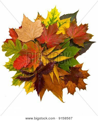 Zusammensetzung der Herbst Maronen und Blätter auf hintergrund isoliert