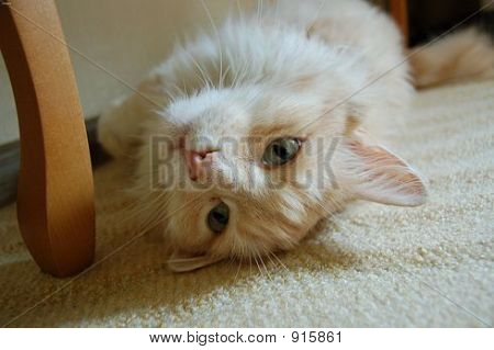 Suche Katze