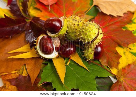 Zusammensetzung der Herbst Maronen und Blätter auf isolierte Hintergrund