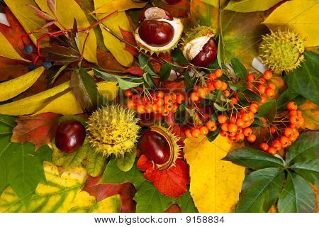 Zusammensetzung der Herbst Maronen und Blätter auf hintergrund isoliert