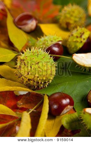 Zusammensetzung der Herbst Maronen und Blätter auf hintergrund isoliert
