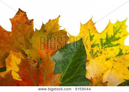 Zusammensetzung der Herbst Maronen und Blätter auf hintergrund isoliert