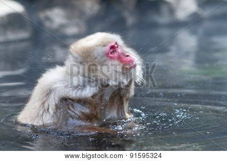 Snow Monkey Or Japanese Macaque In Hot Spring Onsen