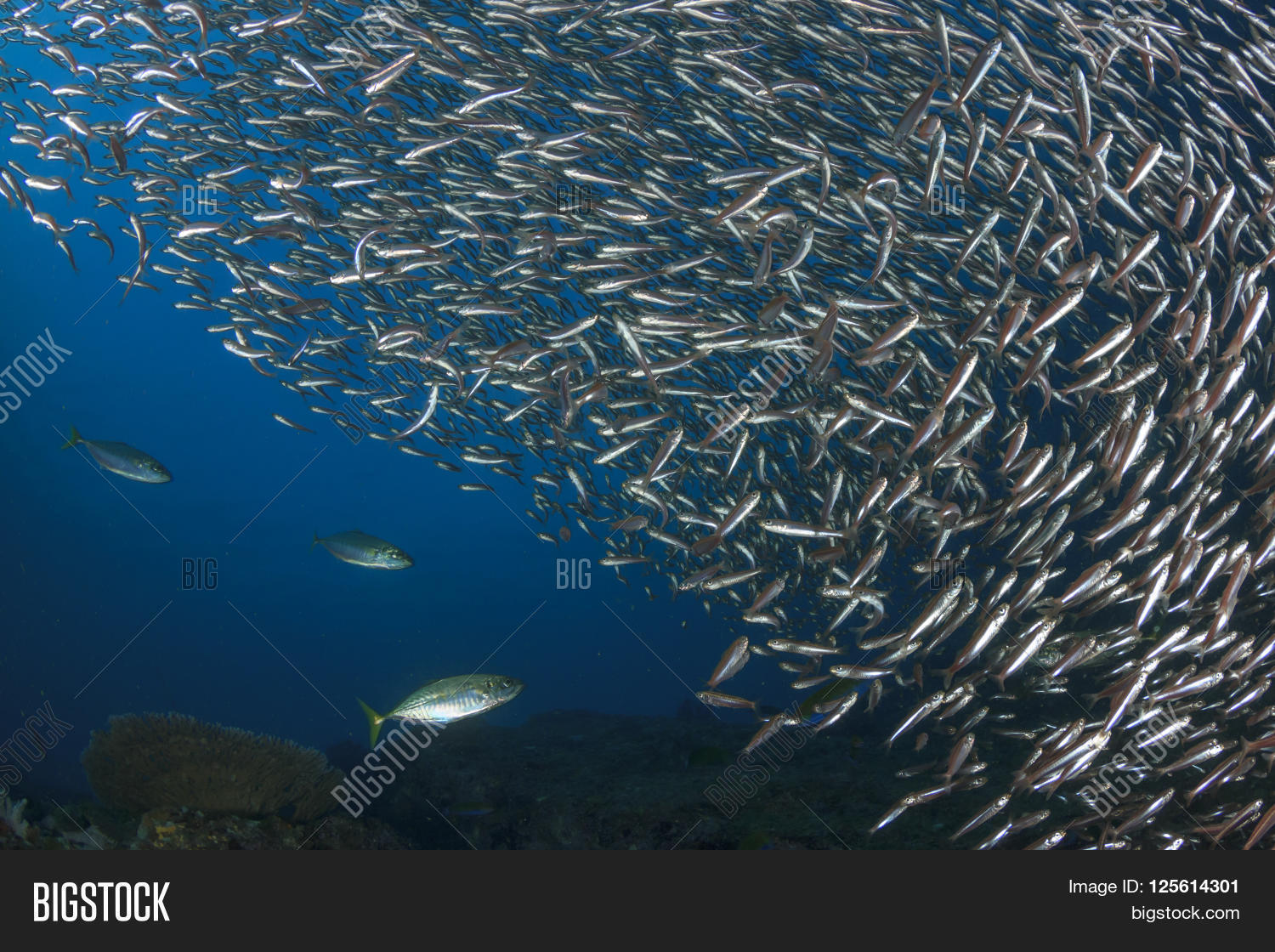 Sardines Fish Image & Photo (Free Trial) Bigstock