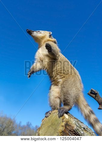 South-American coati (Nasua nasua) gymnastic on a tree log