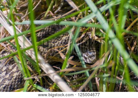 Hungarian meadow viper (Vipera ursinii rakosiensis) in the grass