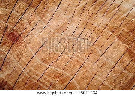 beautiful brown wood texture and cut tree