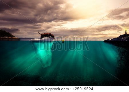 Wiener dog trying to catch ball from iceberg in water.
