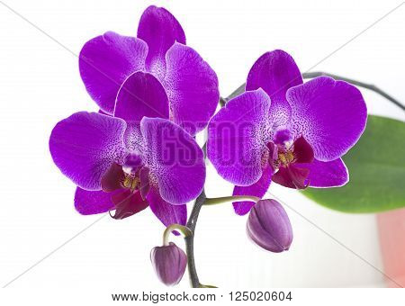 Purple orchid flower belonging to the Orchidaceae a diverse and widespread family of flowering plants
